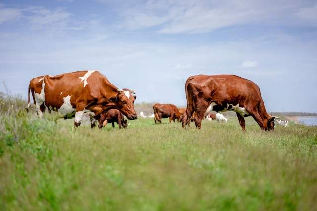 Cow grazing grass
