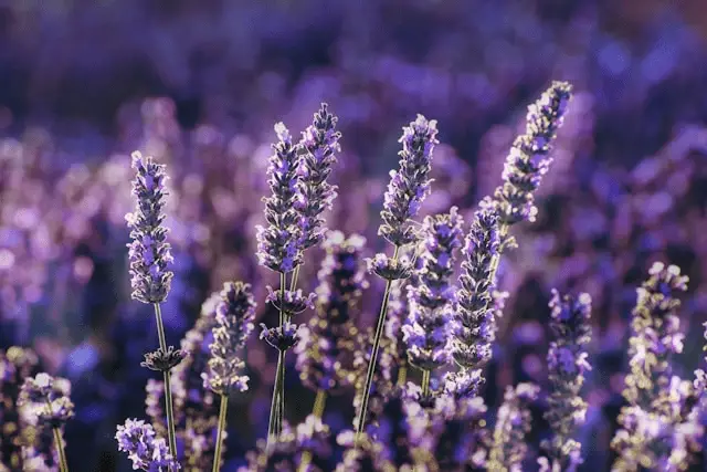 lavender cash crop