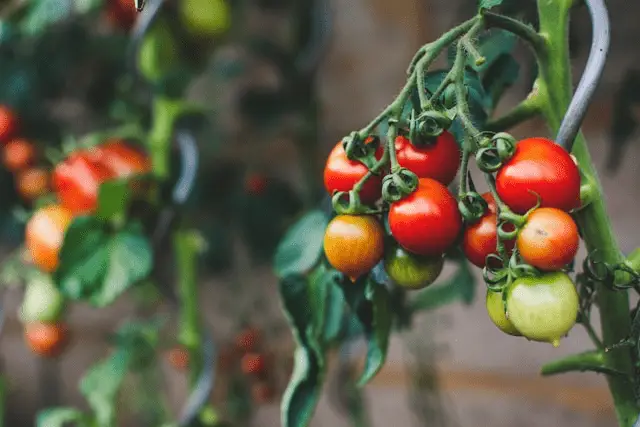 tomato cash crop