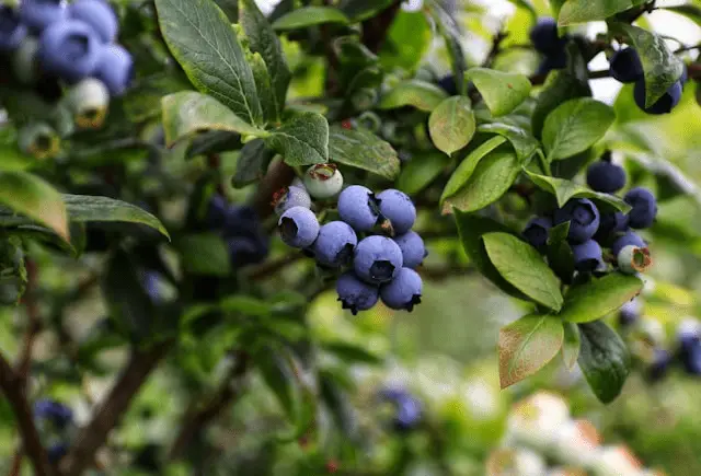 Blueberries cash crops