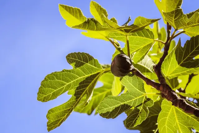 Fig trees cash crops