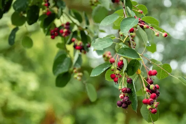 Elderberries cash crops