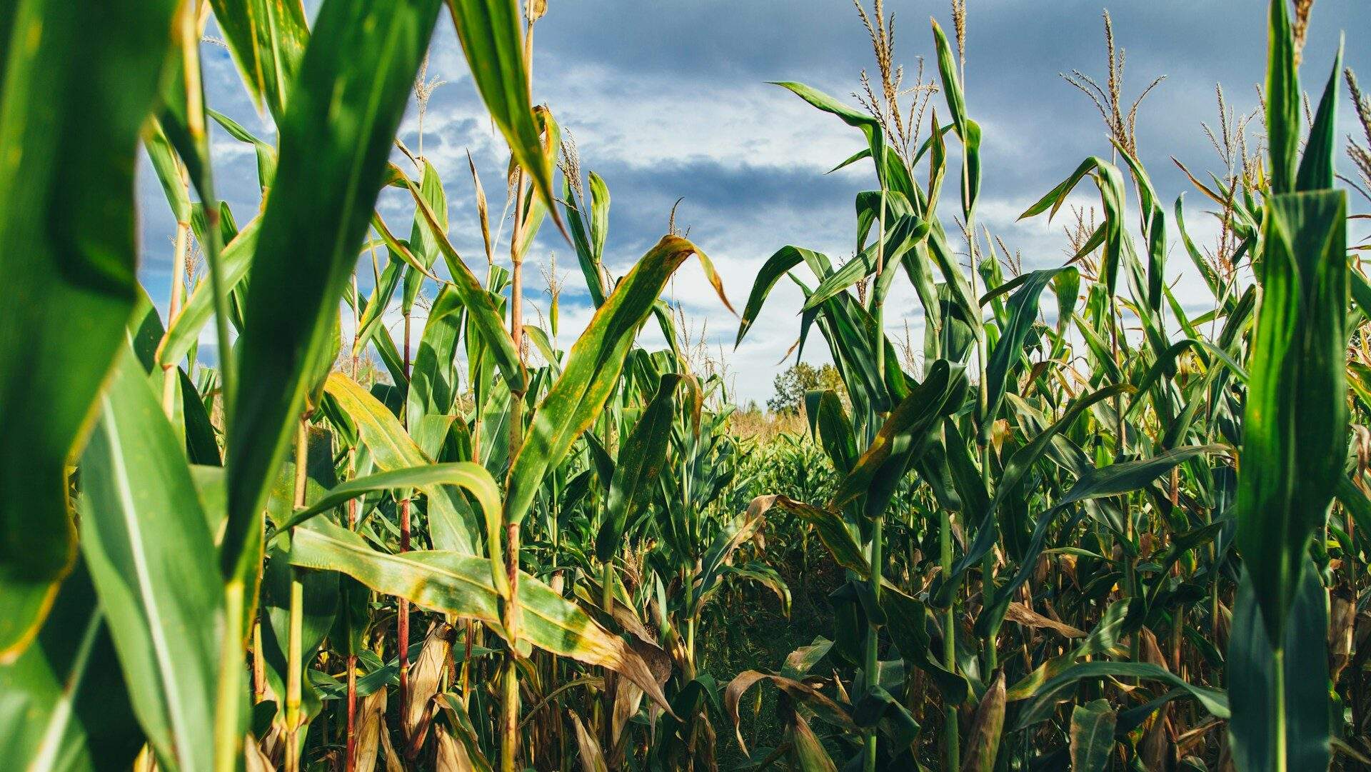 a large corn field