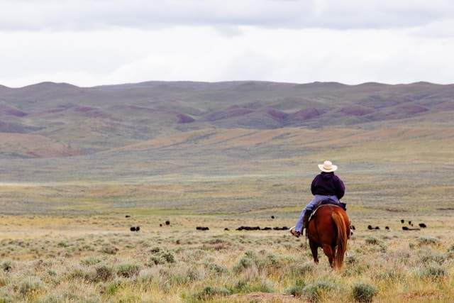 How to Start a Cattle Ranch
