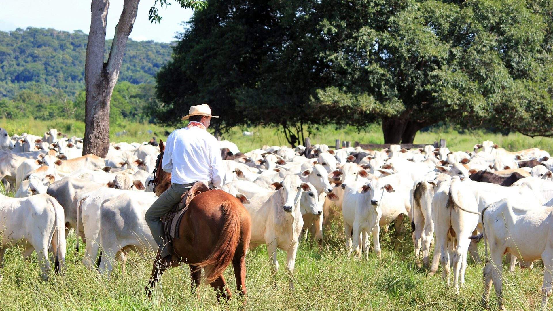 A cowboy managing his Livestock