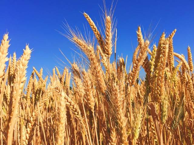 Wheat Cash Crop