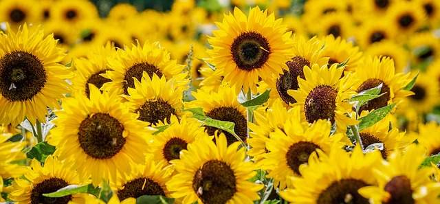 Sunflower cash crop
