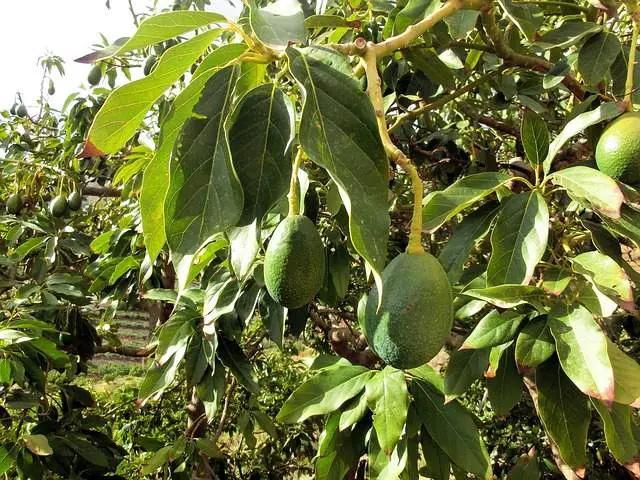 Preparing to Grow Your Avocado Tree