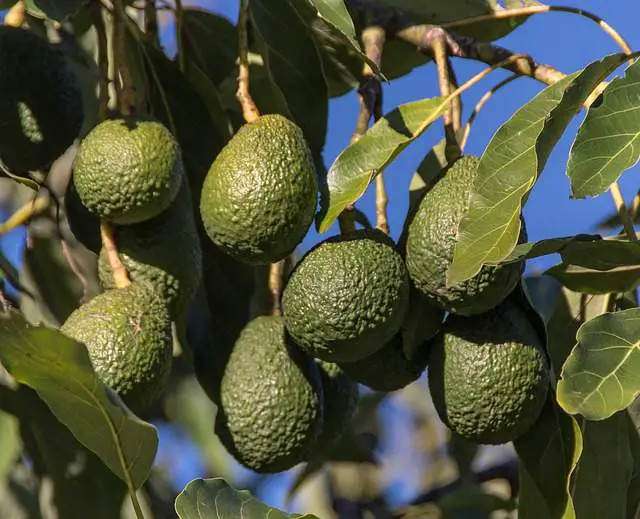 Benefits of Growing Your Avocado Tree
