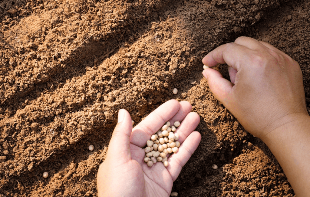 Farmer hand sowing seeds 
