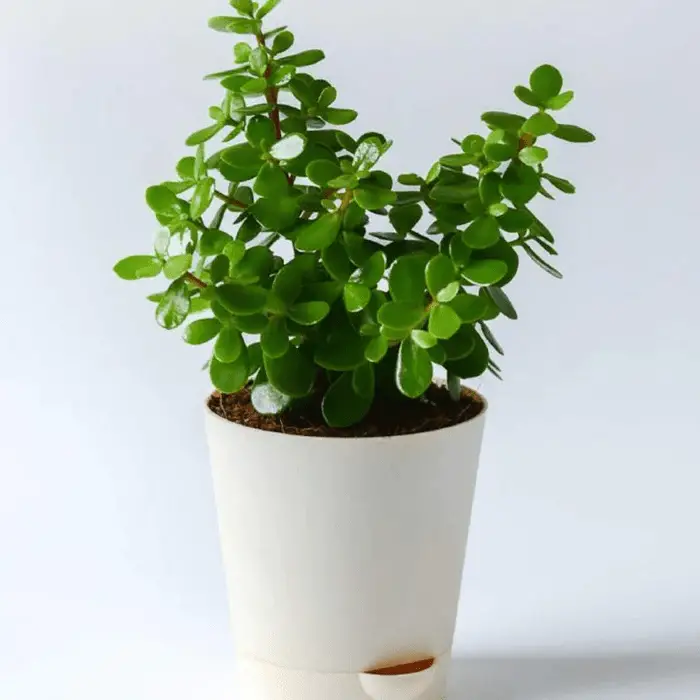 Best Vastu Plants for Home. Jade plant for Vastu