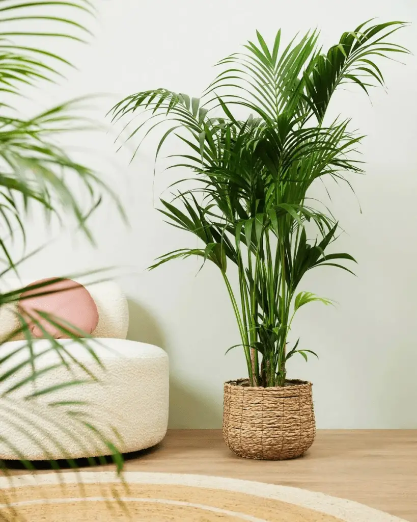 Areca Palm plant for Vastu